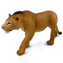 Adolescent Male Lion by Safari