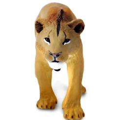 Adolescent Male Lion by Safari