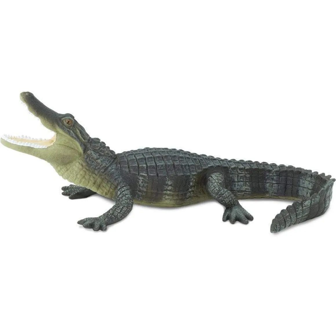 Alligator by Safari