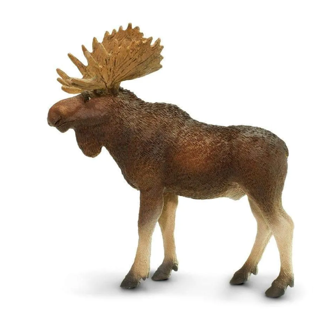 Bull Moose by Safari