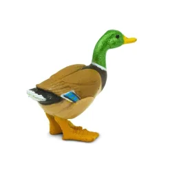 Duck by Safari