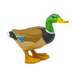 Duck by Safari